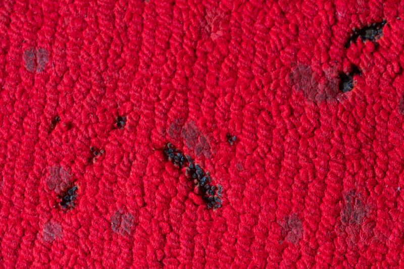 Pet Stain Carpet Repair in Littleton, CO